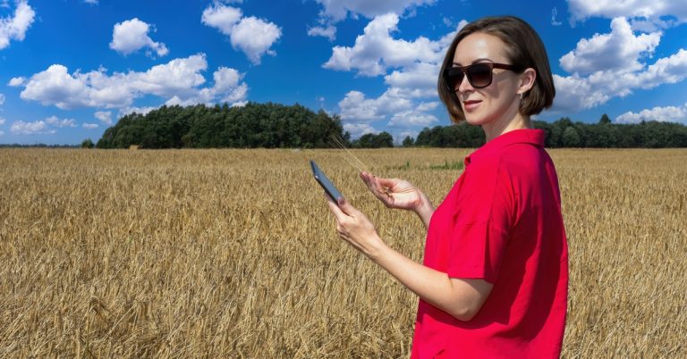 A woman in a red shirt and sunglasses holding a phone and some wheat while standing in the middle of a wheat field.