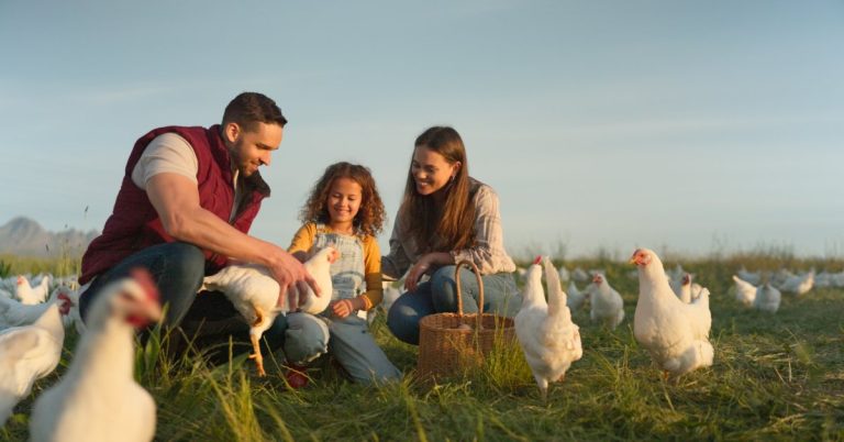 A man and woman with their daughter in a field full of chickens. They are all crouched down, looking at one of the chickens.