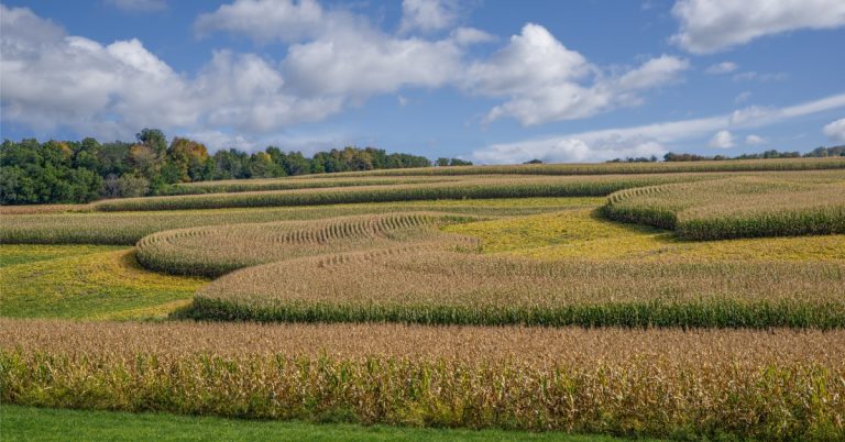 A section of farmland with alternating rows of corn and soybeans. The rows seem to move with the hills of the land.