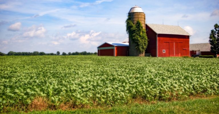 A patch of farmland with soybean plants. There is a farm with a grain silo that has vines growing on it.