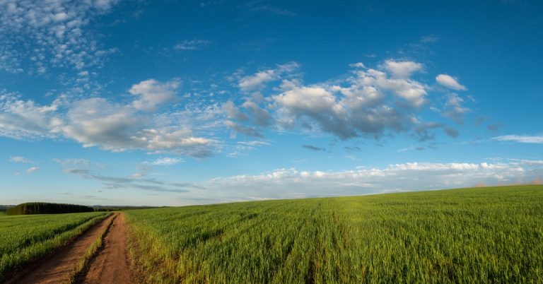 A dirt backroad cutting through the middle of some farmland. The sky is quite blue and filled with clouds.