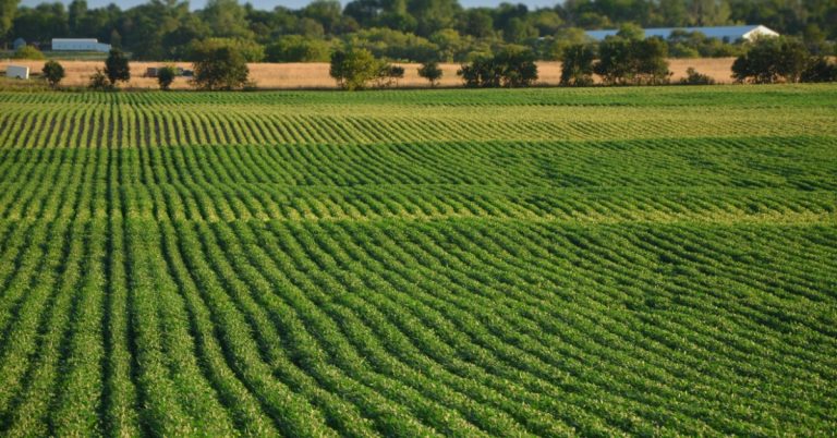 A wide soybean field with many crop rows stretching toward a row of trees and a blue sky in a rural farm landscape.