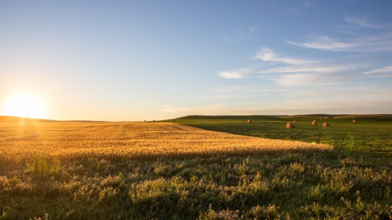 A section of farmland full of hay and wheat. The sun is starting to set over the hills off in the distance.