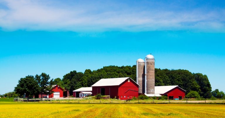 Some red barns and silos standing behind green crop rows, with trees and blue sky further behind them.