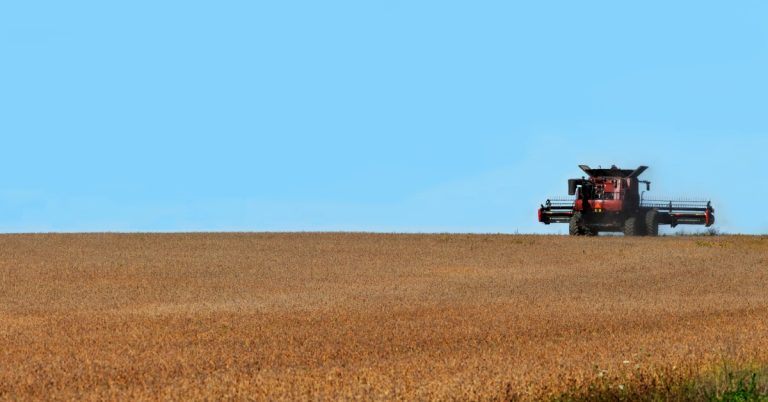 A red harvester driving through a field, getting ready to gather soybeans. It's moving toward a clear blue sky.
