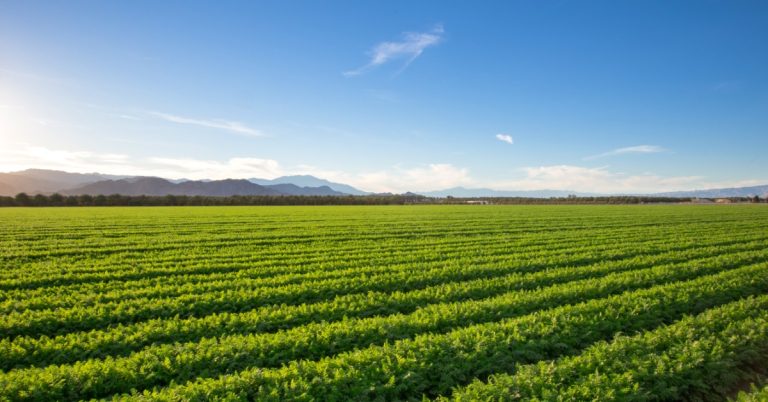 Green crop rows stretching across farmland with a grove of trees and layered mountains beneath a bright blue sky.